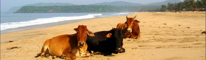 Cows on Beach